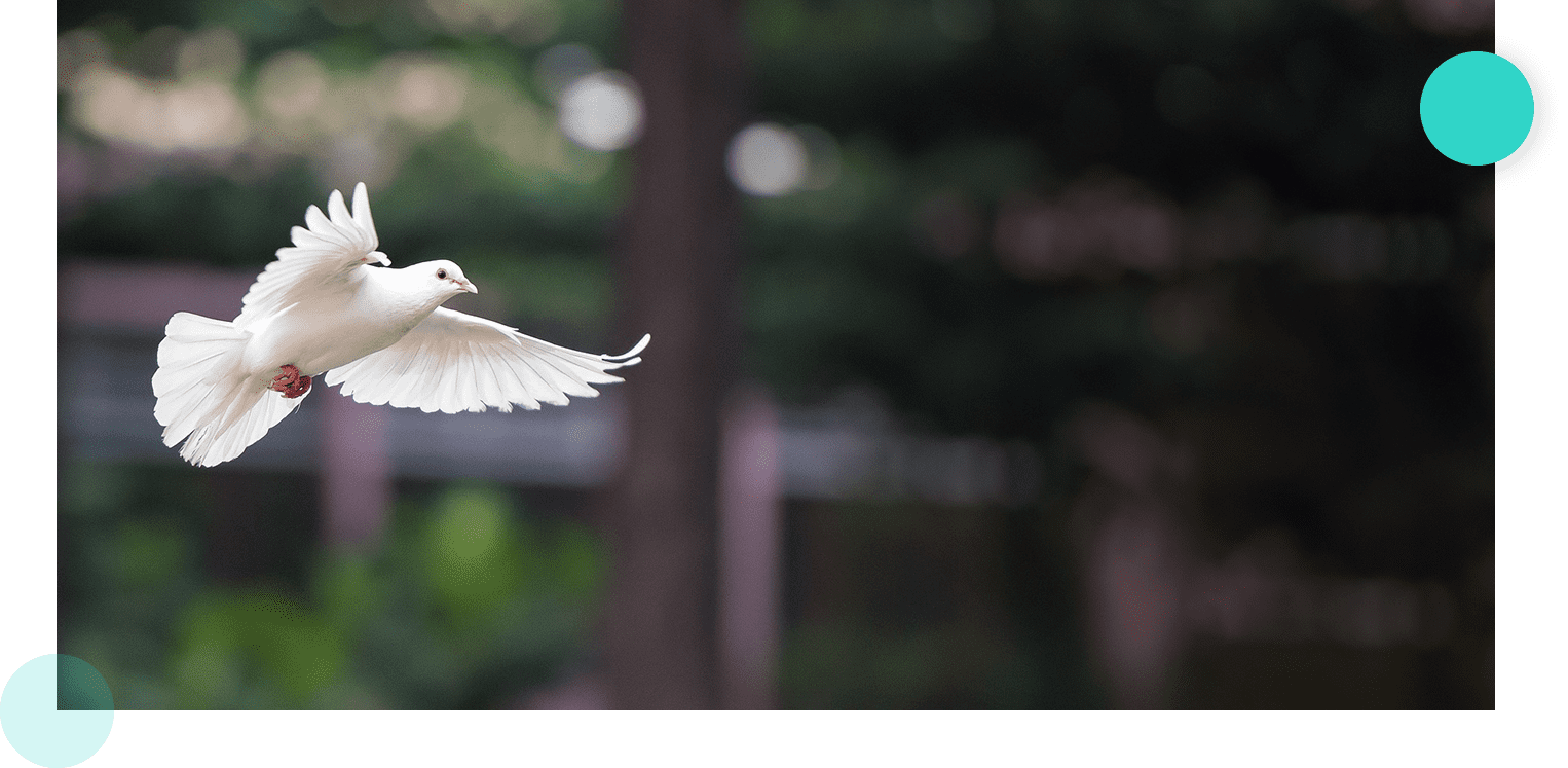 White dove in flight
